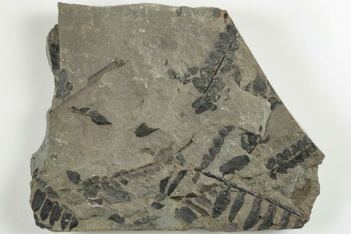 4.8" Pennsylvanian Fossil Fern (Neuropteris) Plate - Kentucky